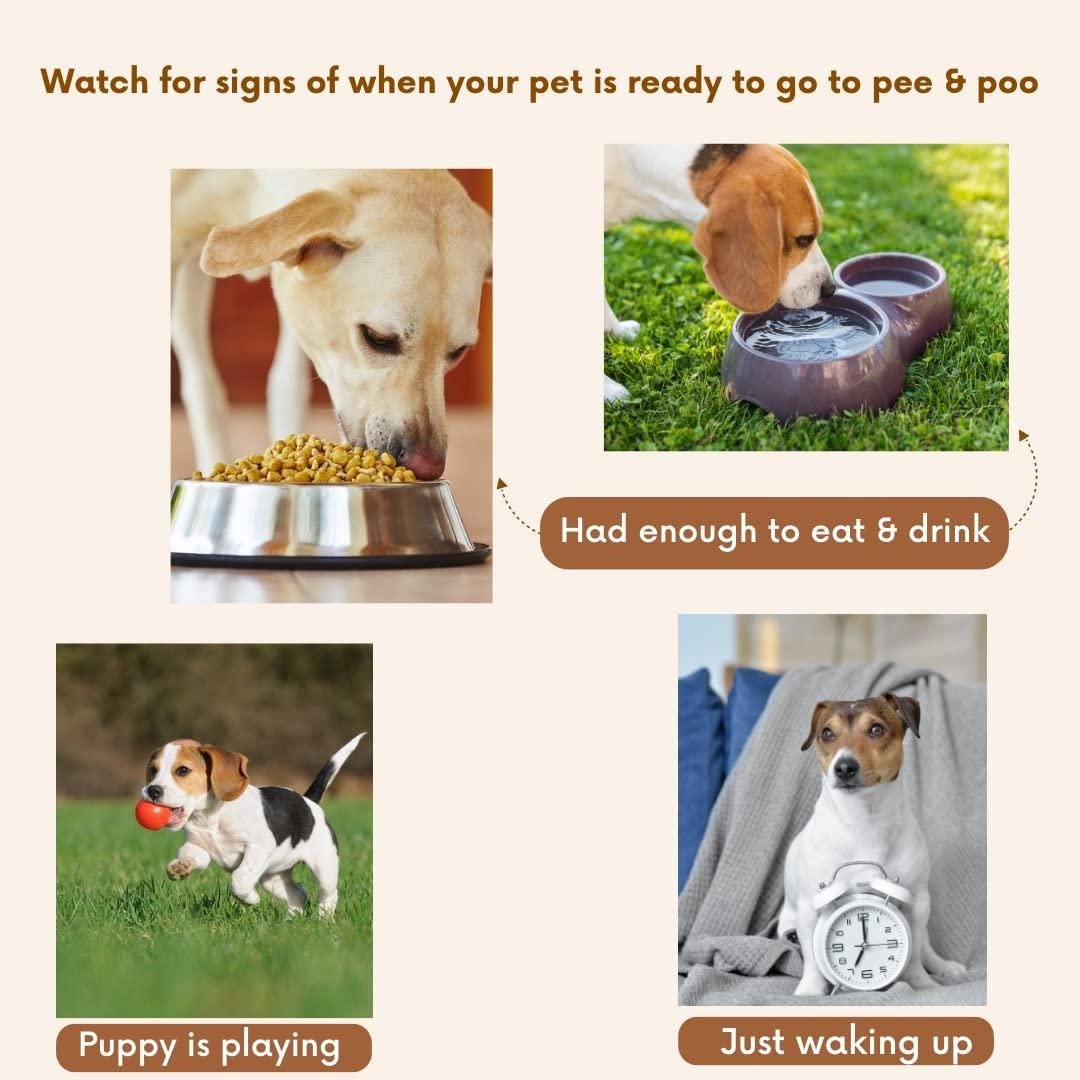 Pet Potty Training Spray (Buy 1 Get 1 Free)