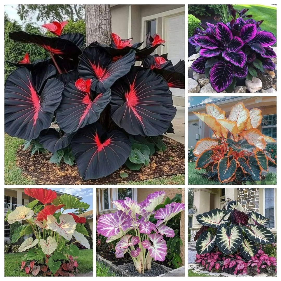 Rare Coleus Seeds šæ | Vibrant Perennial Foliage for Shade Gardens