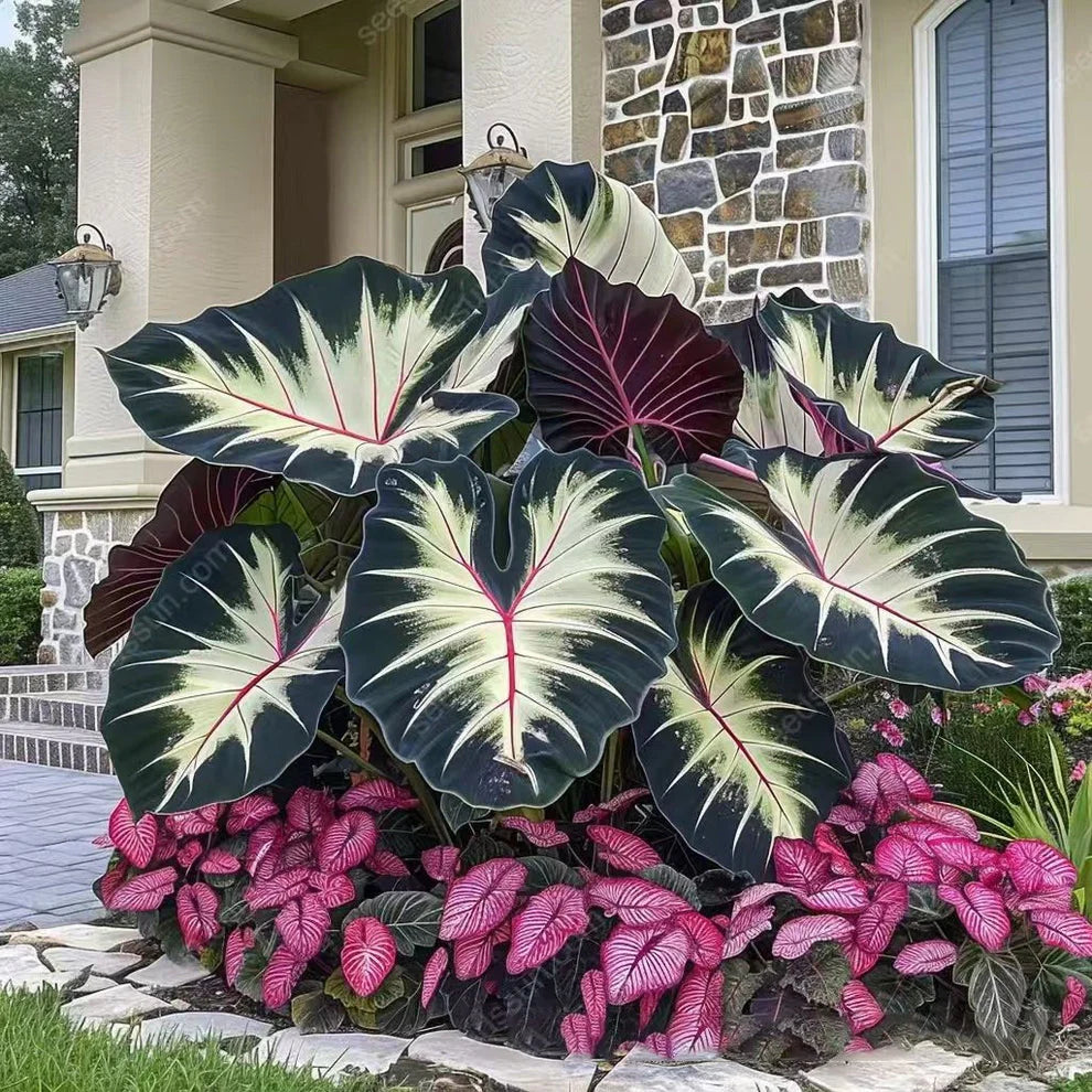 Rare Coleus Seeds šæ | Vibrant Perennial Foliage for Shade Gardens