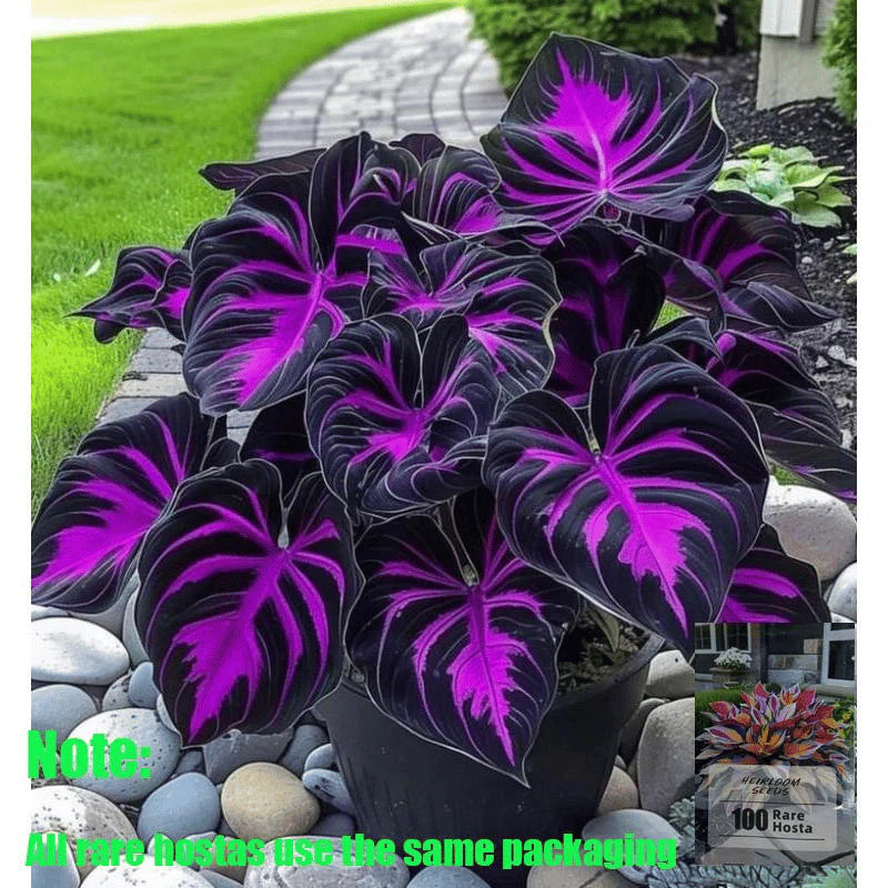 Rare Coleus Seeds šæ | Vibrant Perennial Foliage for Shade Gardens