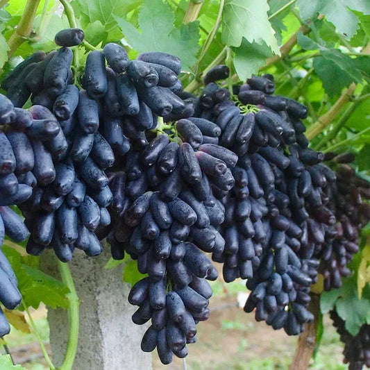 Premium Quality Sapphire Grapes Seeds