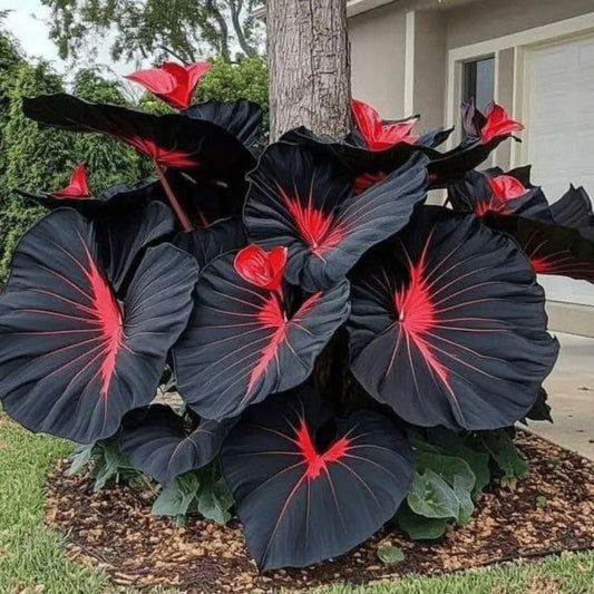 Rare Coleus Seeds 🌿 | Vibrant Perennial Foliage for Shade Gardens