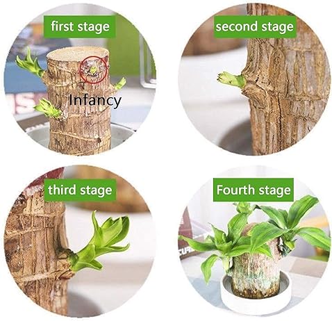 Lucky Brazil Wood Potted Plant (Buy 1 Get 1 Free)