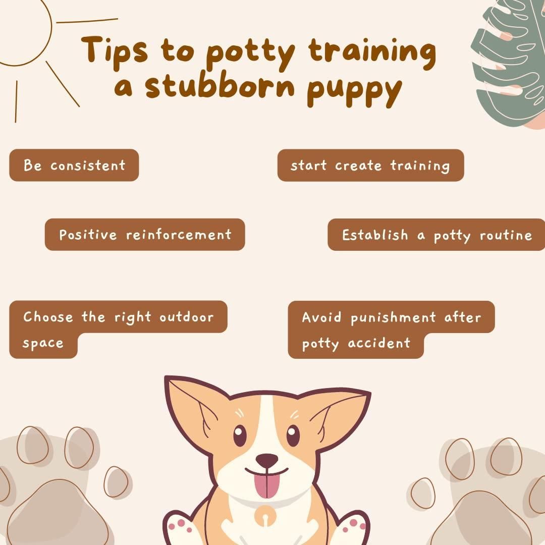 Pet Potty Training Spray (Buy 1 Get 1 Free)