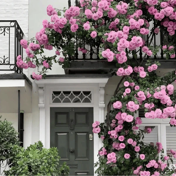Elegant Climbing Rose Flower Seeds