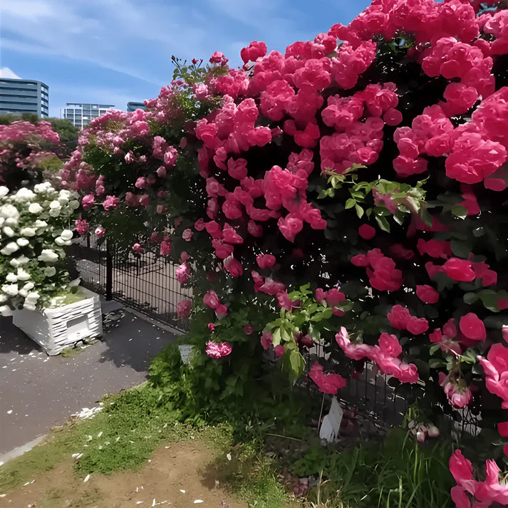 Elegant Climbing Rose Flower Seeds