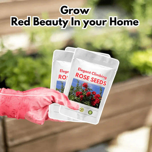 Elegant Climbing Rose Flower Seeds