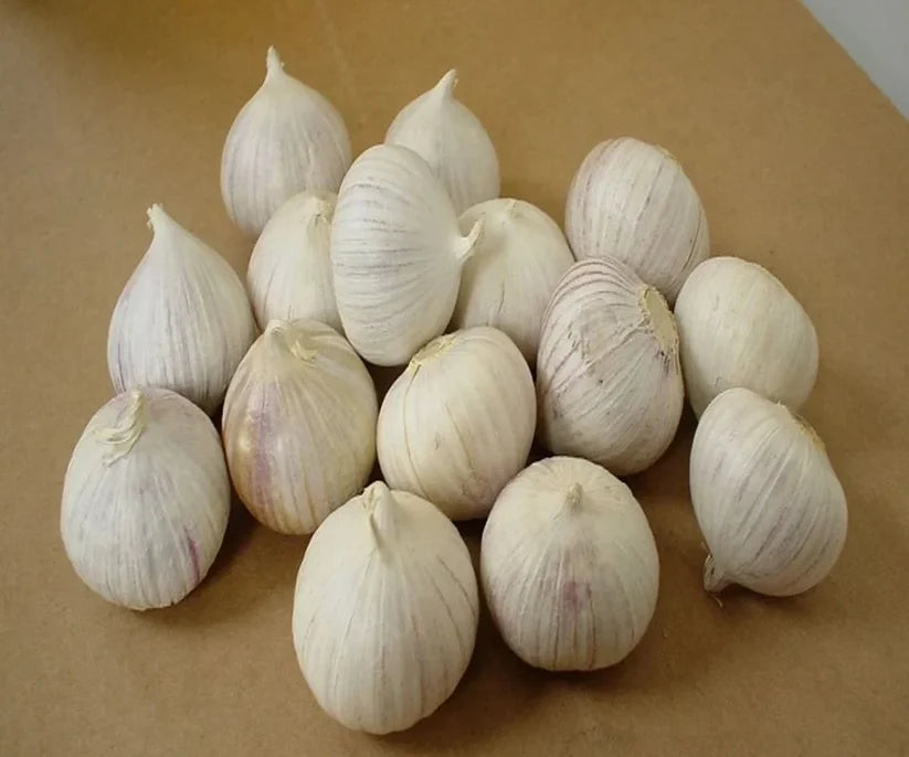 Single Clove Garlic Seeds + Plant Growth Serum